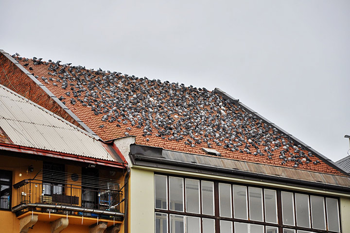 A2B Pest Control are able to install spikes to deter birds from roofs in Hazlemere. 