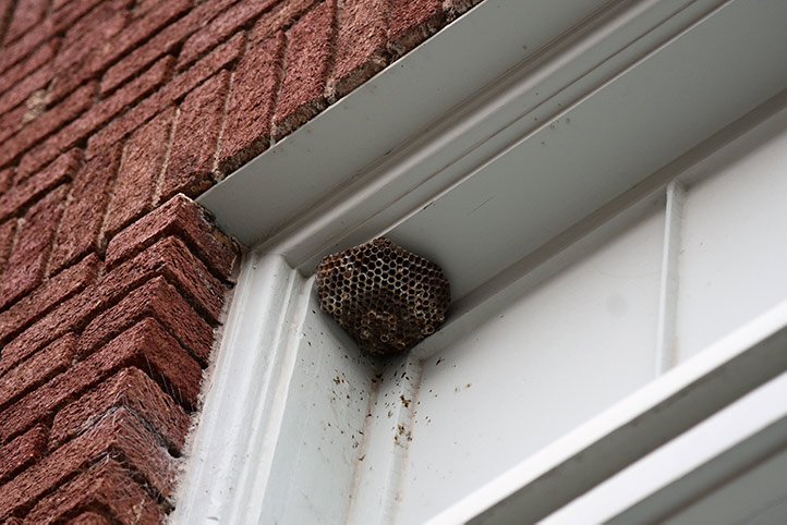 We provide a wasp nest removal service for domestic and commercial properties in Hazlemere.